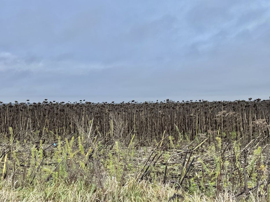 Земельна ділянка 20,17 га! с.Небелиця
