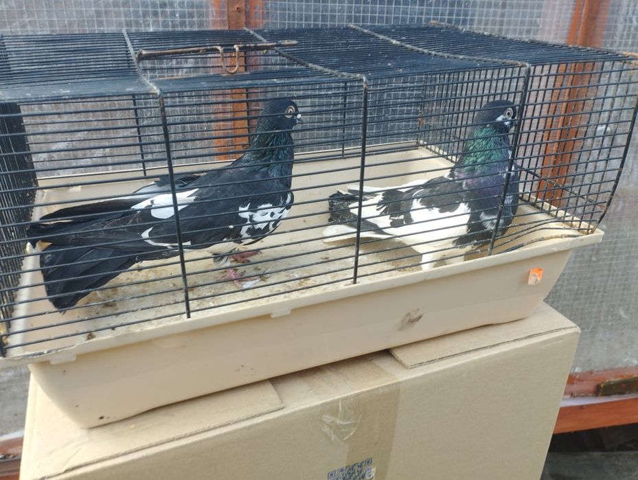 Gołębie zamojskie i roztoczańskie