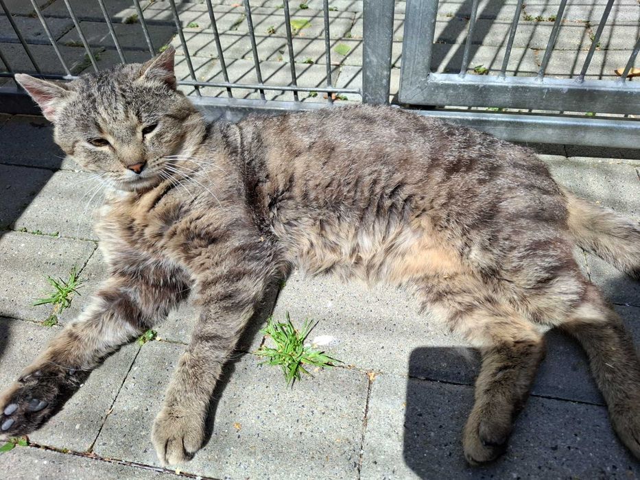 Henio - bury kawaler poleca się do adopcji