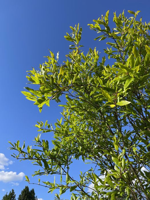 Drzewo Granat właściwy Granatowiec właściwy Punica granatum L.