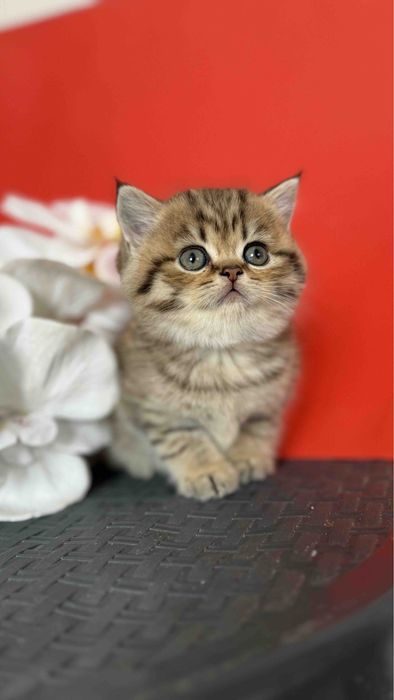 Котята золотая гиншила