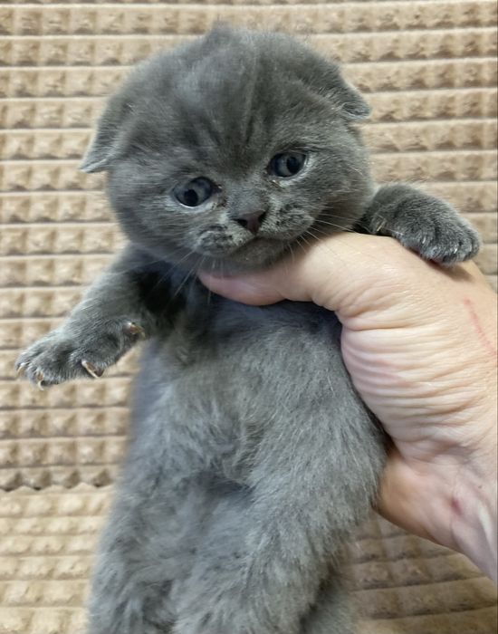 Продам породистого котенка