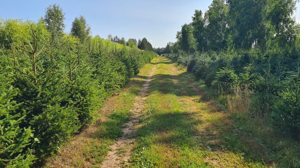 Arborystyka, Tworzenie ogrodów i pielęgnacja drzew i krzewów.