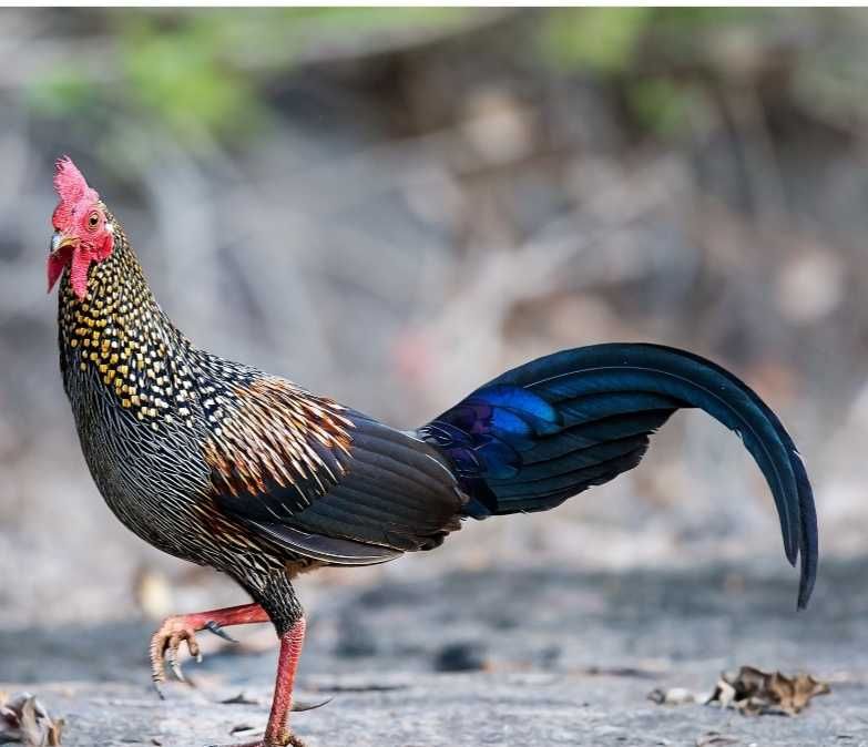 Casal Gallus Sonneratii