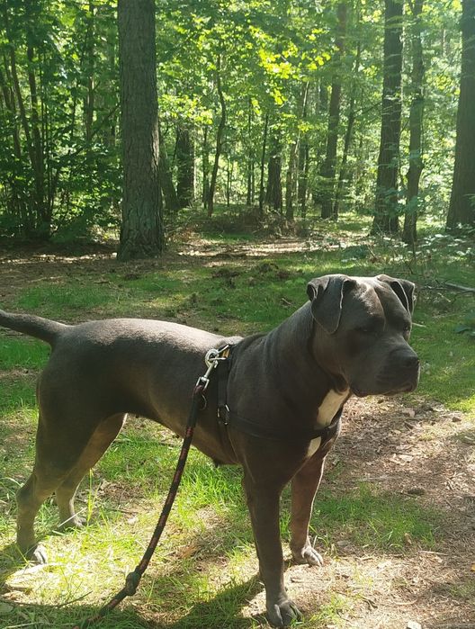 Pitbull  Amstaff suczka do adopcji