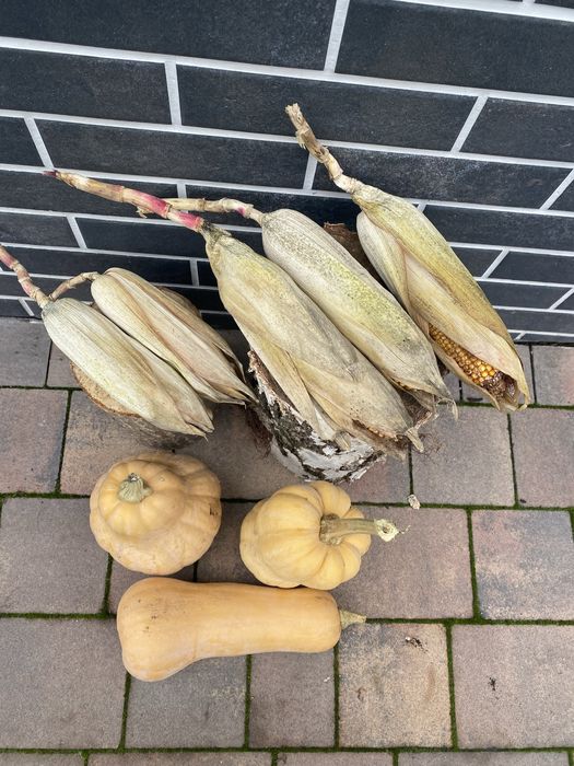 Продам гарбуз та кукурудзу