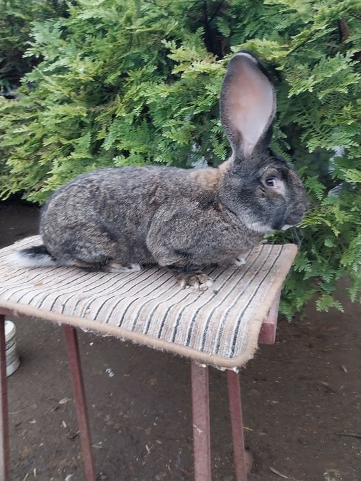 Samiec  belgijski BOS