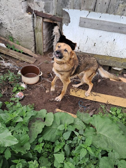 Chce oddać suke rasy owczarek podchalański
