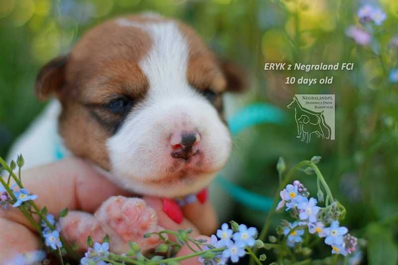 JRT Eryk z Negraland FCI