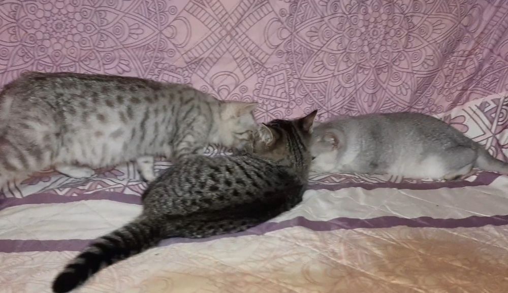 Мутоновые Британские котики табби.