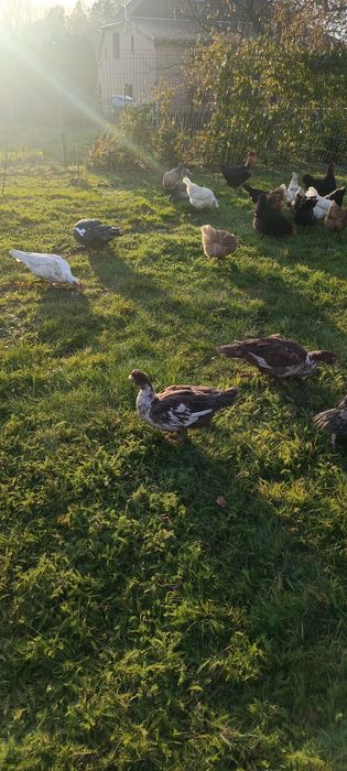 Kaczki i kaczory - Nieme - Francuskie