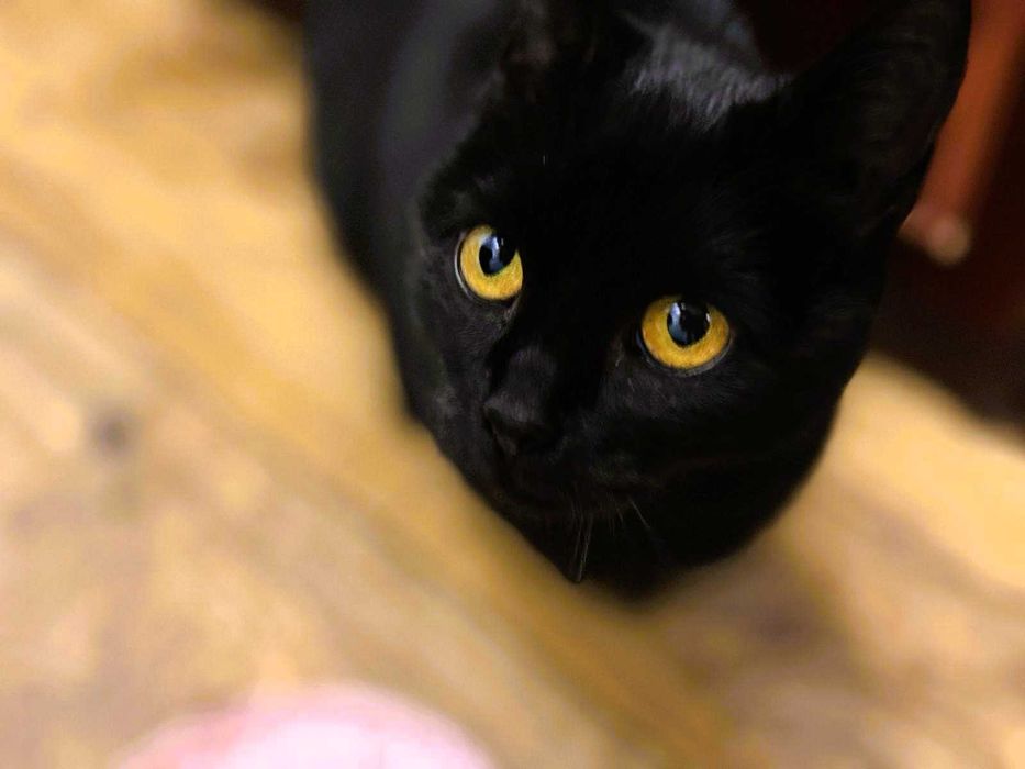 Kotka Sabrina o bursztynowych oczach