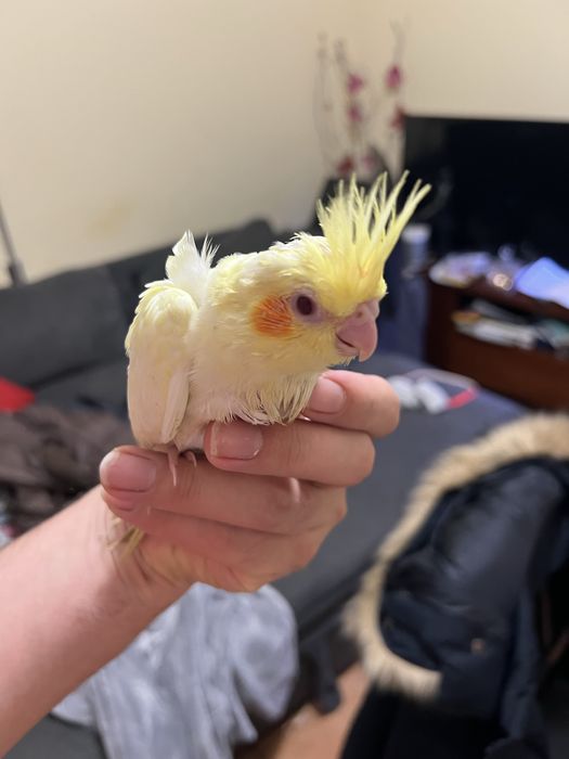 Caturras criadas a mao