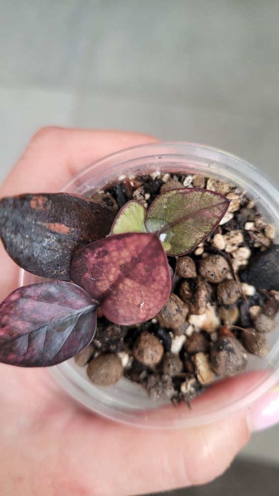 REZERWACJA Zamioculcas  / Zamiokulkas Raven Pink variegata