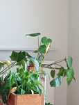 Monstera i skrzydlokwiaty