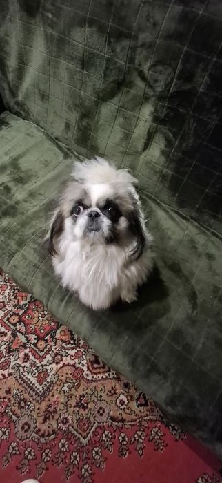 До продажу готові пекінеси