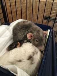 Dwa Szczury dumbo