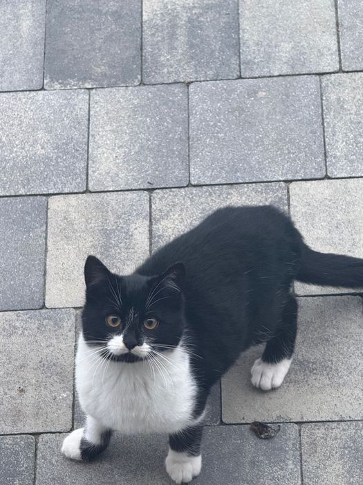 Отдам в добрые руки