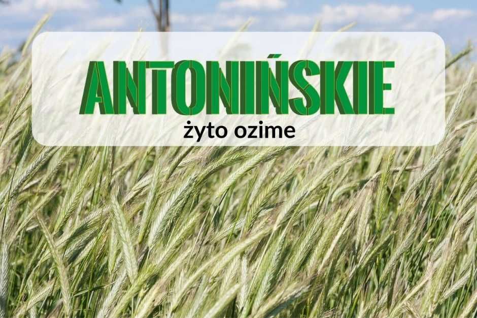 Żyto Antonińskie C/1 Materiał kwalifikowany