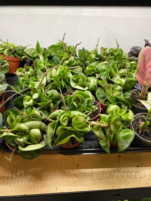 Hoja Carnosa Compacta Green Ogrzewacz w cenie