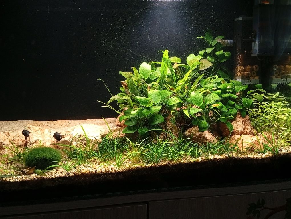Sagittaria Subulata Strzałka