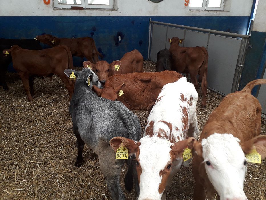 Oferuje Cielęta mięsne i inne, 60-300kg, dowóz , co tydzień dostawy