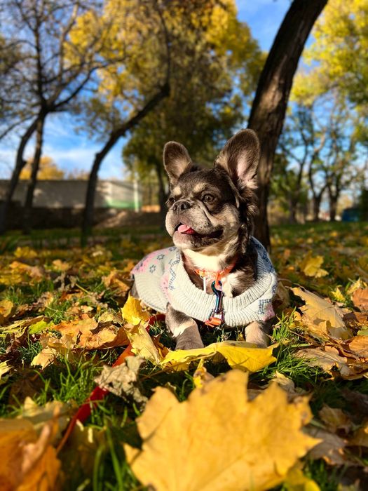 Пухнаста француженка