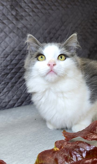 Молодий котик шукає дім.