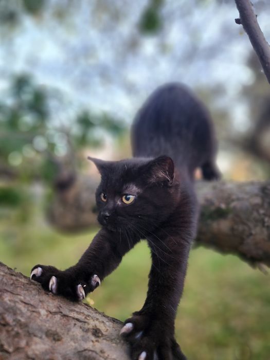 Кошенята "смокінг"