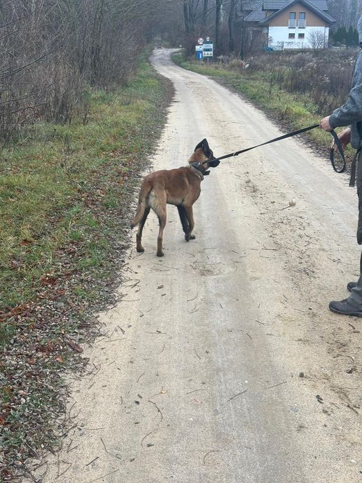 Owczarek belgijski roczny.
