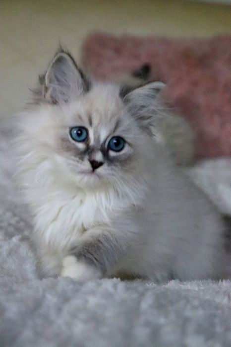 Neva Masquerade Kotka po International Champion FPL FIFE