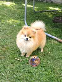 Piesek Szpic Miniaturowy-Pomeranian