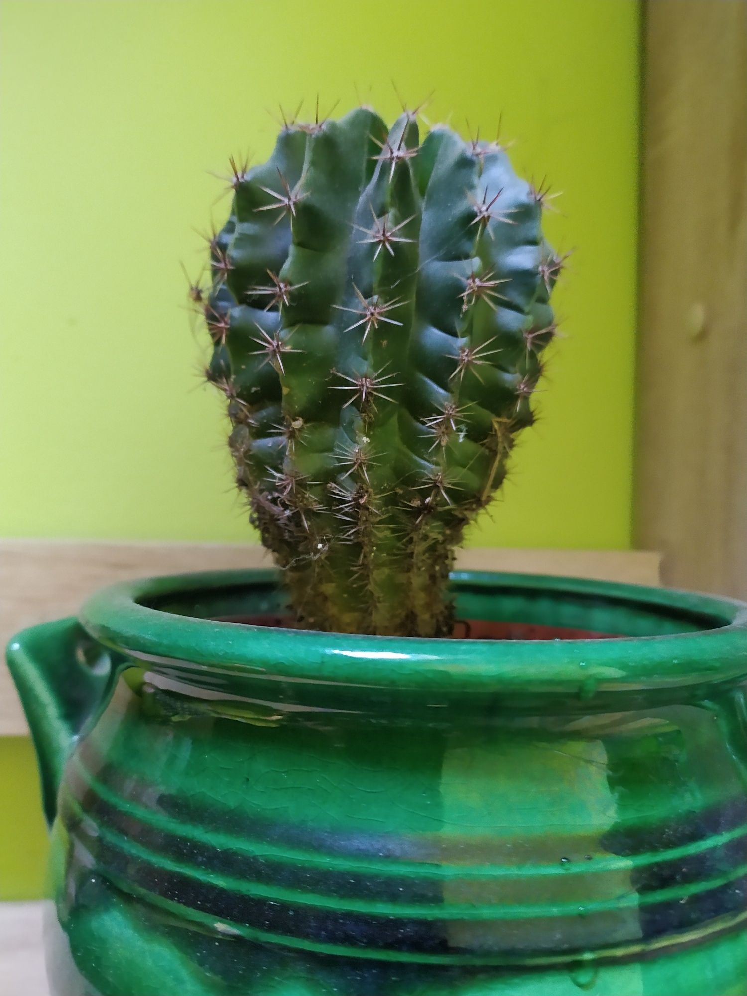 Kaktusy roślina niemal niezniszczalna