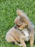Chihuahua Sobolowy XS  Mini