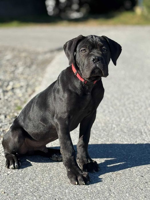 Cane Corso Merlin czarny samiec ZKwP/FCI