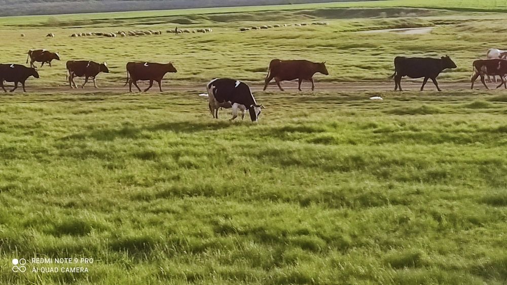 Продаю коров на хозяйство