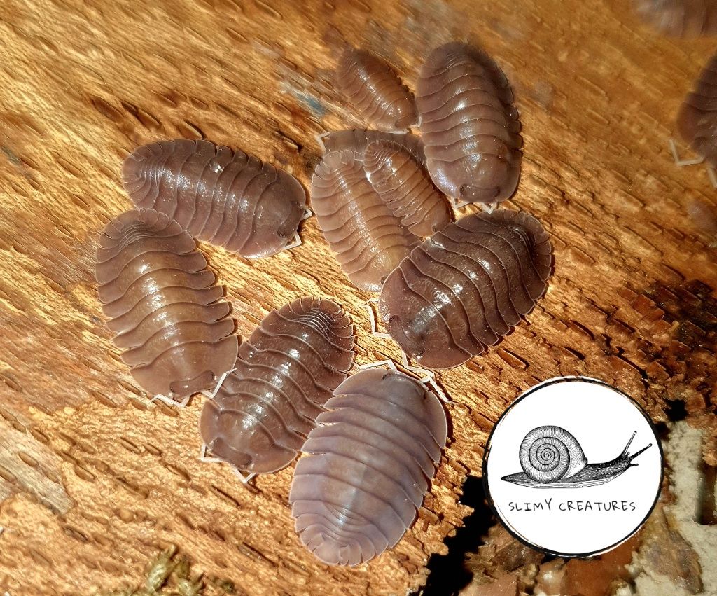 Troglodillo (ex.Cubaris) sp. Soil 10 szt isopody prosionki równonogi