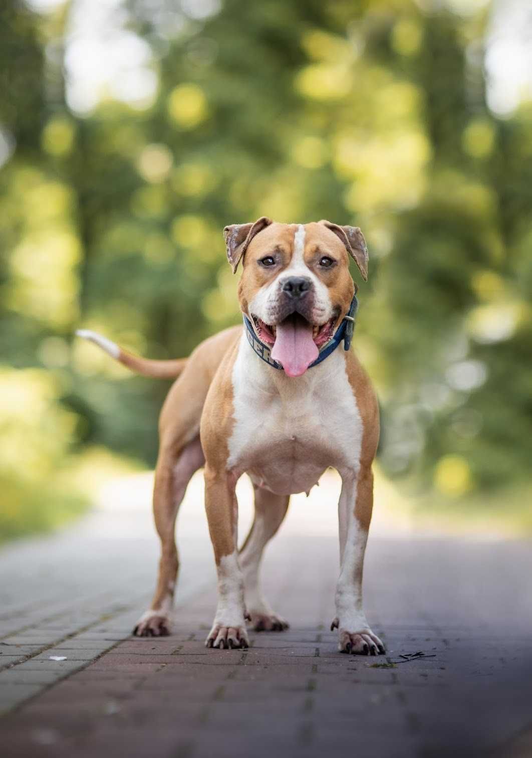 Piękny pitbull szuka domu! Ginger do adopcji