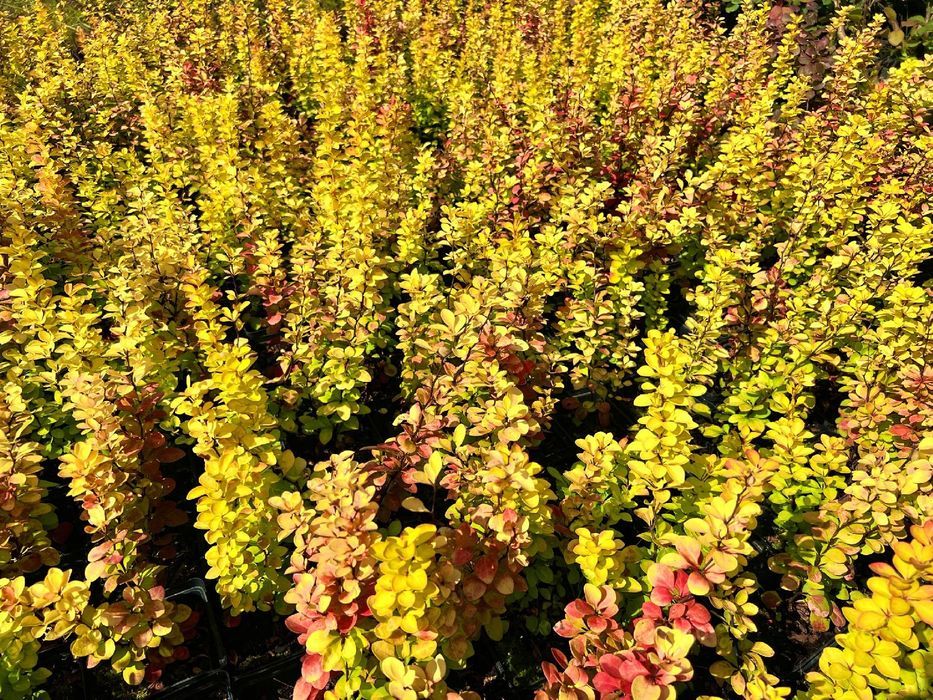 Berberys Thunberga 'Red Gold' (Berberis thunbergii) Poj. 1.0L