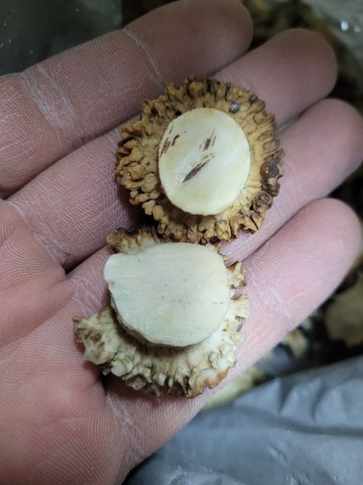 Cena za 5 szt Róża z poroza sarny kozła jeleń jelonek