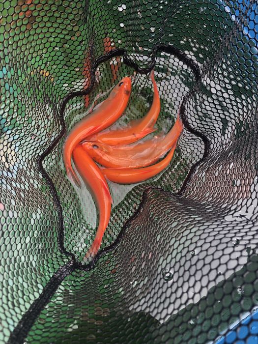 Orfa , ryby do oczka wodnego