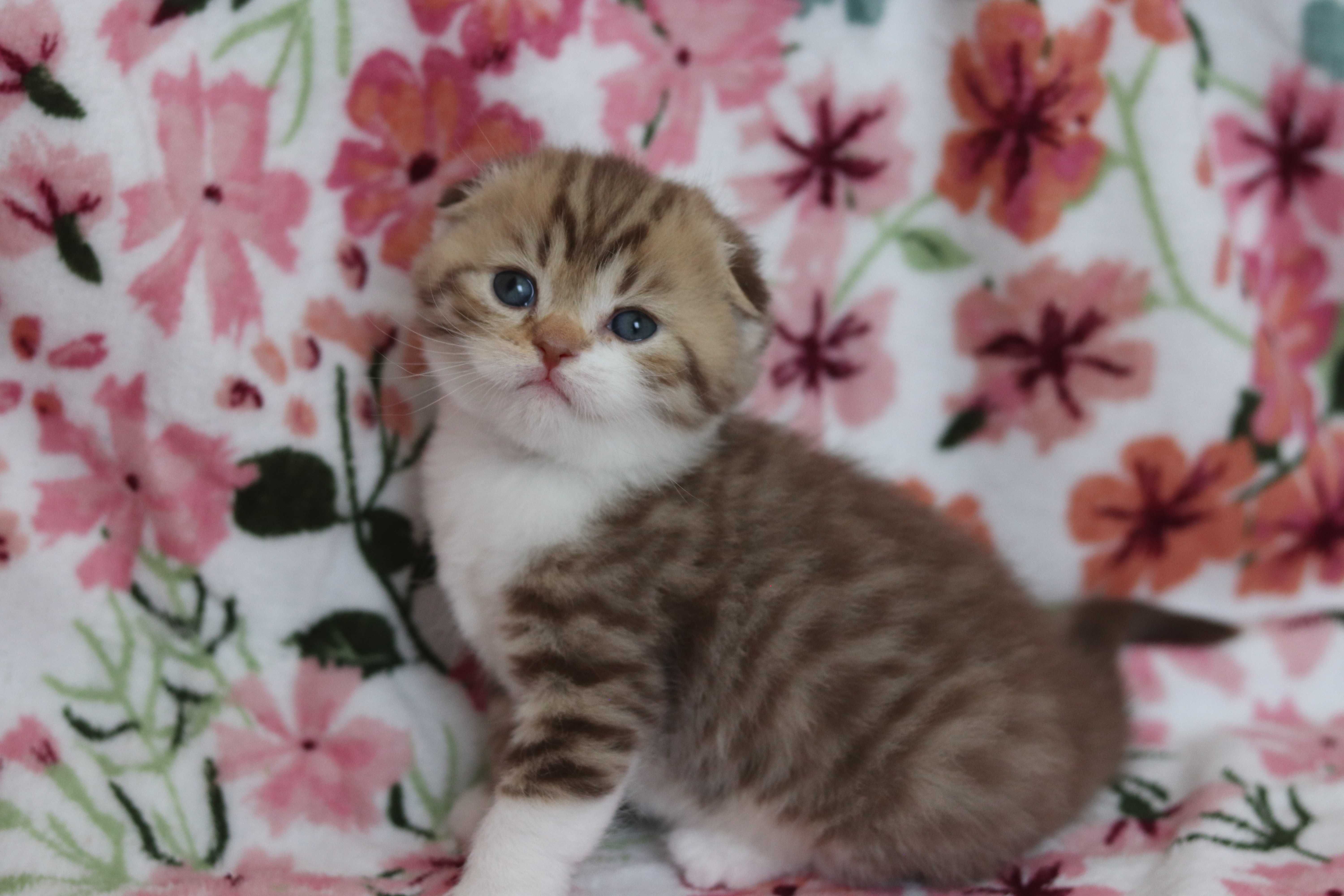 Szkocki zwisłouchy prostouchy Scottish fold straight WCF CZEKOLADOWE