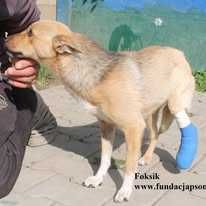 Foksik, delikatny piesek szuka domu