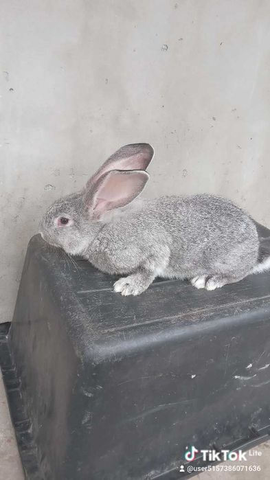 Кролики шиншили, боргундія і віденські голубі