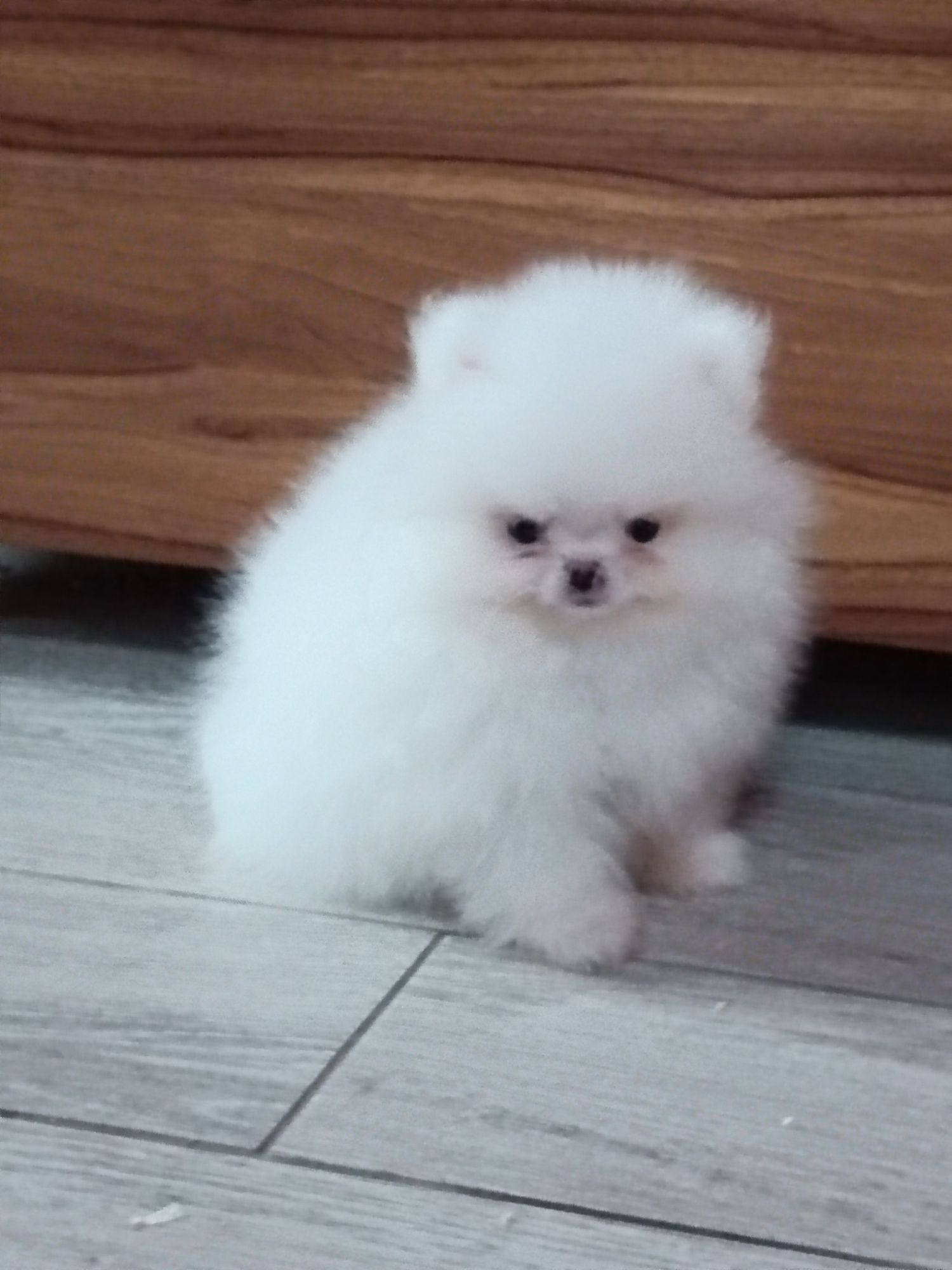 Pomeranian piesek biały,po rodzicach FCI