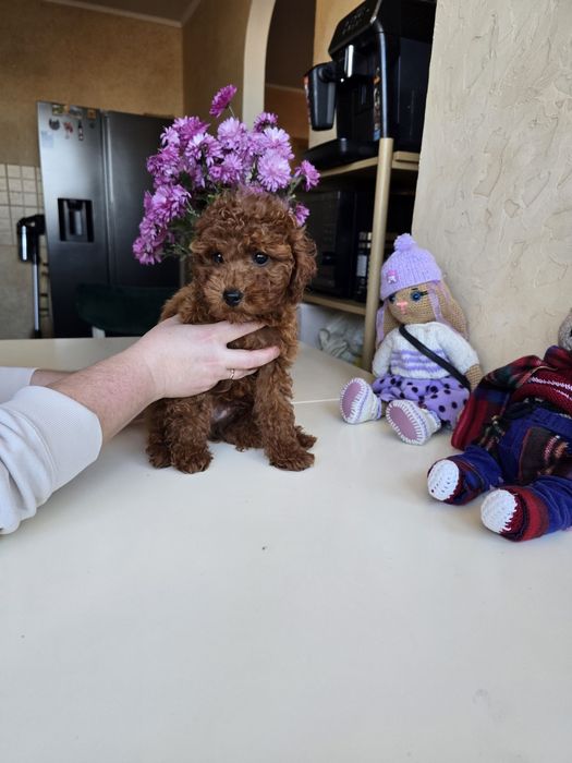 Хлопчики Той пуделя від китайських батьків