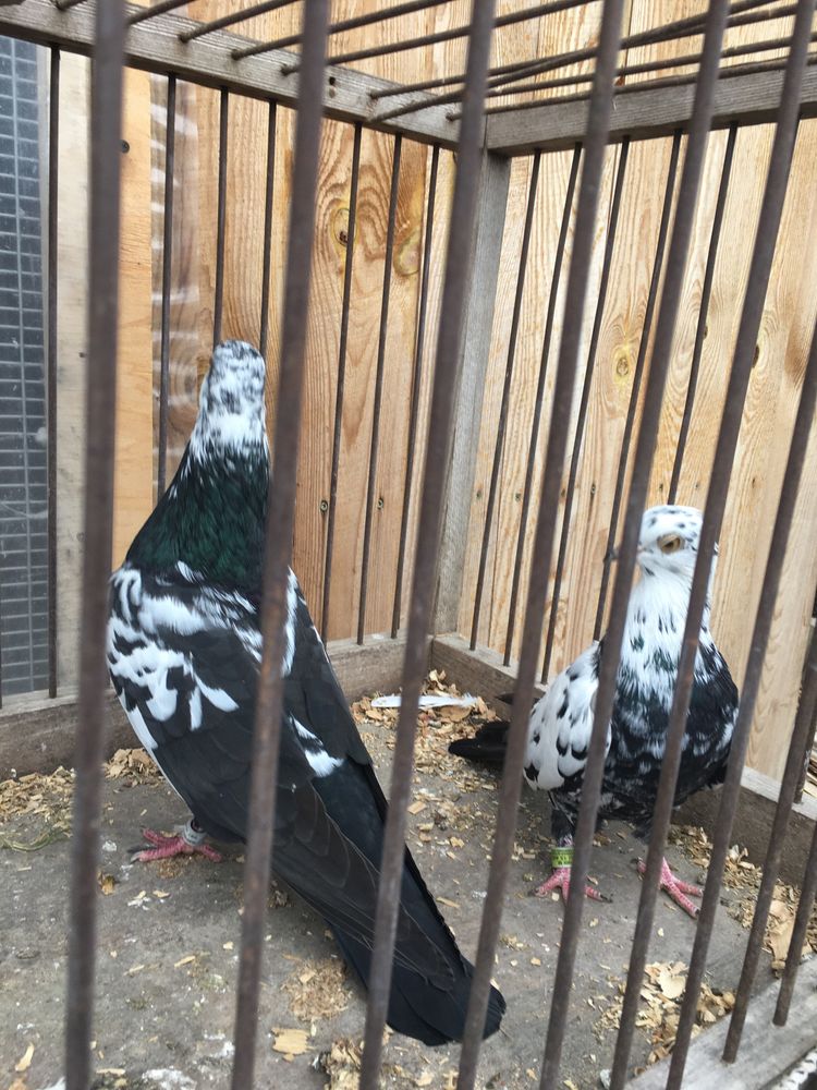 Свердловські голуби