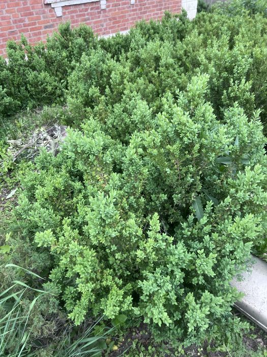 Самшит разные размеры