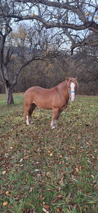 Молодий здоровий кінь