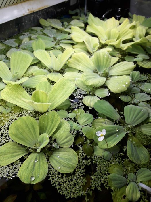 Rogatek Sztywny - roślina akwariowa